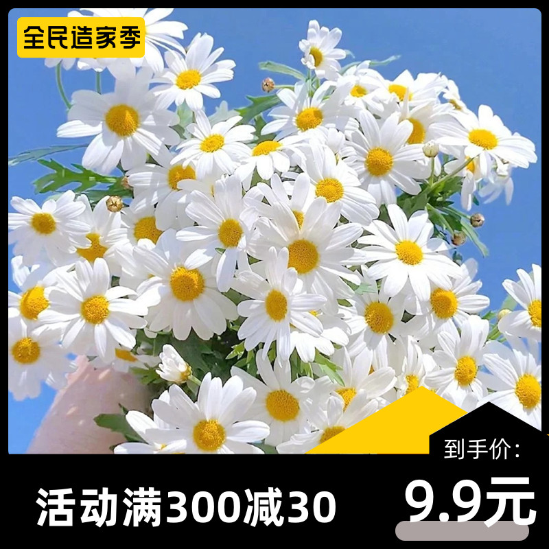 玛格丽特花籽四季花种子木春菊进口春季阳台庭院菊花玛格丽特种孑图片