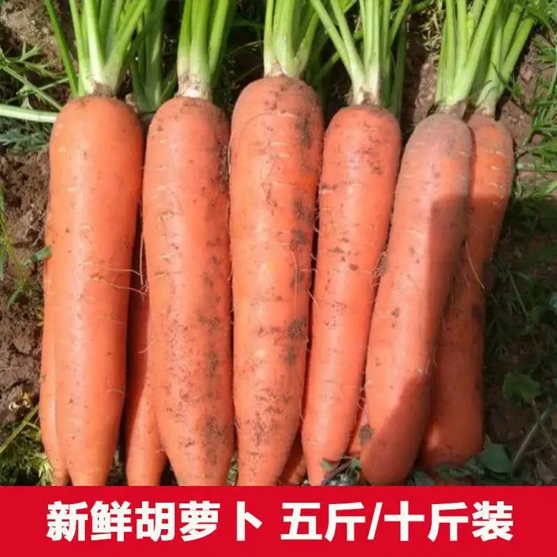 胡萝卜10斤新鲜蔬菜水果脆甜红心萝卜5产地直销包邮生吃食用