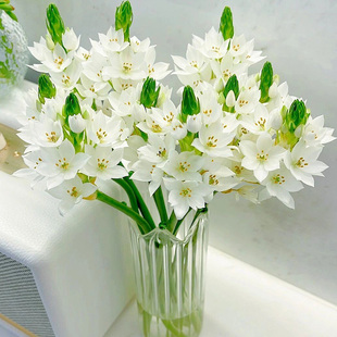 云南直发昆明基地直批圣心百合新鲜雀梅鲜花家用室内水养鲜切插花