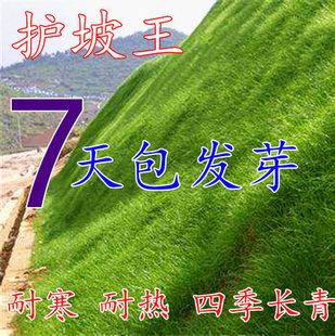 护坡草坪种子四季常青草籽狗牙根耐热抗旱护坡固土工程绿化包发芽