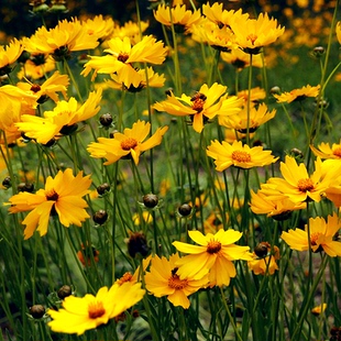 大花金鸡菊花种子四季种道路公园绿化庭院室外花籽多年生草本植物