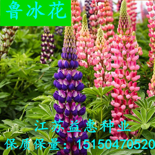 鲁冰花种子混色羽扇豆种子四季种多年生植盆栽阳台庭院花种籽包邮