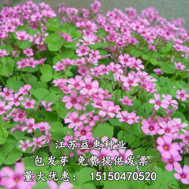 草坪草籽花种籽果园绿肥