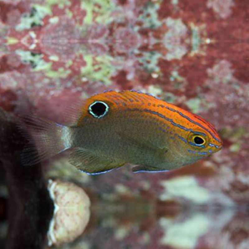 红背魔雀鲷鱼海水观赏鱼海鱼活体水族宠物顺丰