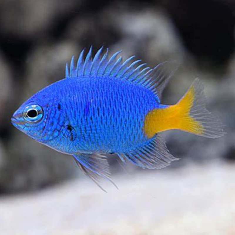 黄尾蓝魔雀鲷鱼海水观赏鱼海鱼活体水族宠物顺丰