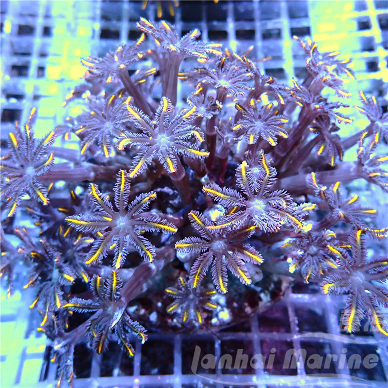 大手星花-人工 金海水观赏珊瑚水族宠物活体顺丰