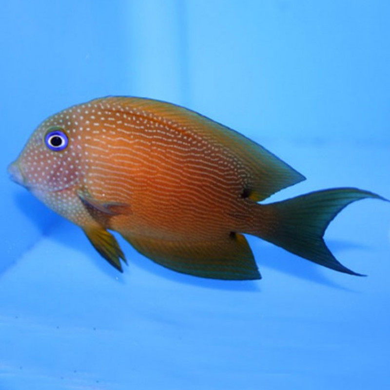 蓝眼食苔吊鱼海水观赏鱼隆头鱼