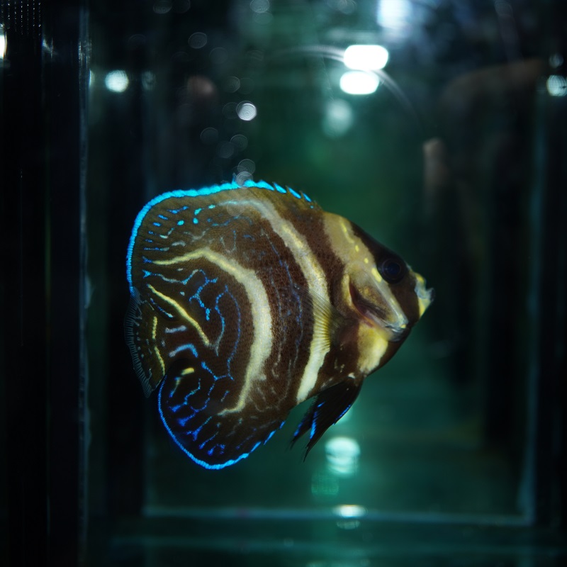 人工哥迪仙鱼海水鱼神仙鱼海水观赏鱼水族宠物活体顺丰