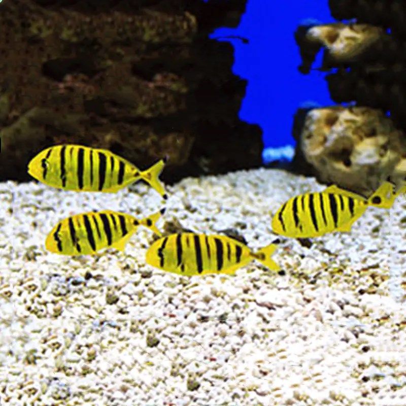 人工黄金参海水鱼海水观赏鱼水族宠物海鱼活体顺丰