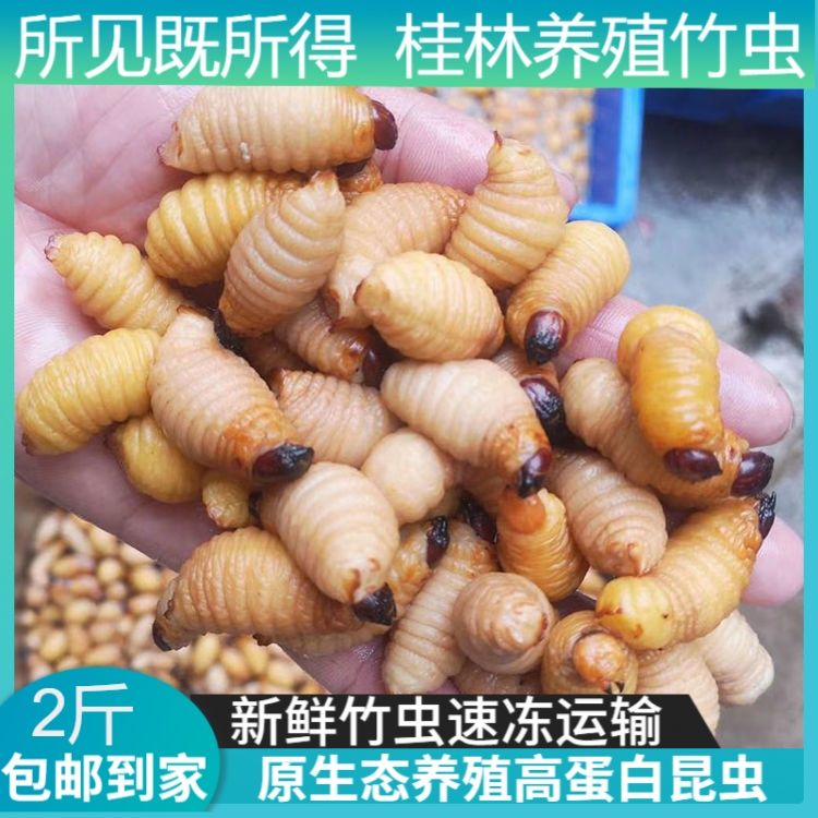 广西桂林养殖竹虫新鲜速冻竹笋虫食用昆虫椰子虫高蛋白竹蛹竹虫蛹