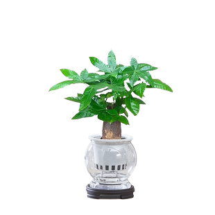 发财树水培绿植室内客厅四季好养活水养盆栽办公室桌面植物摆件花