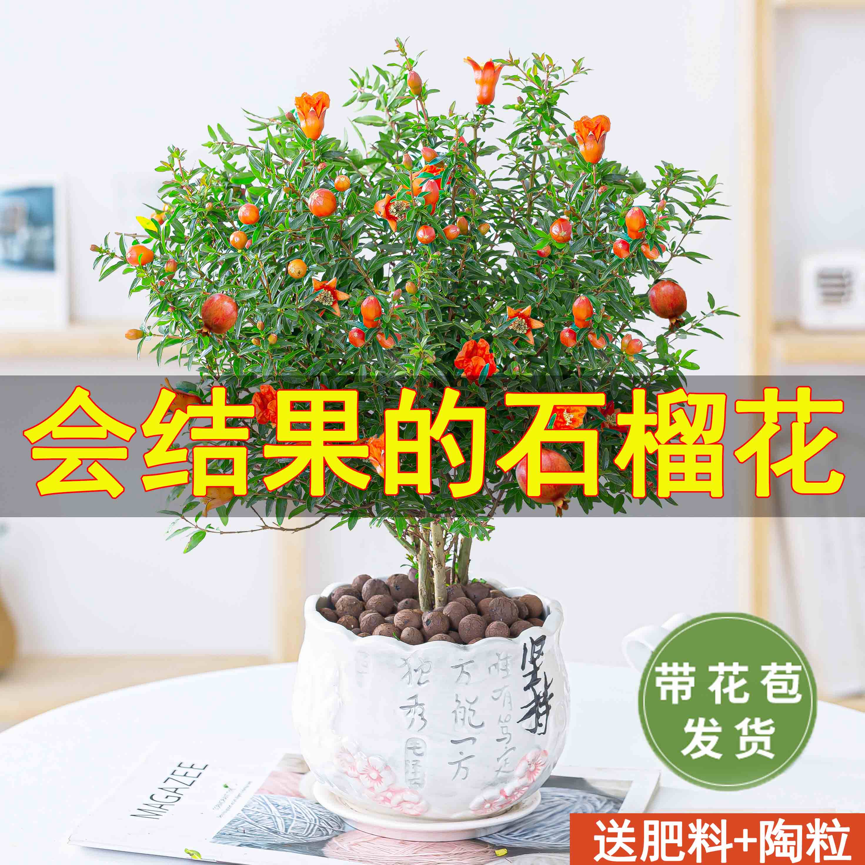 盆景石榴树室内 价格 怎么样 图片