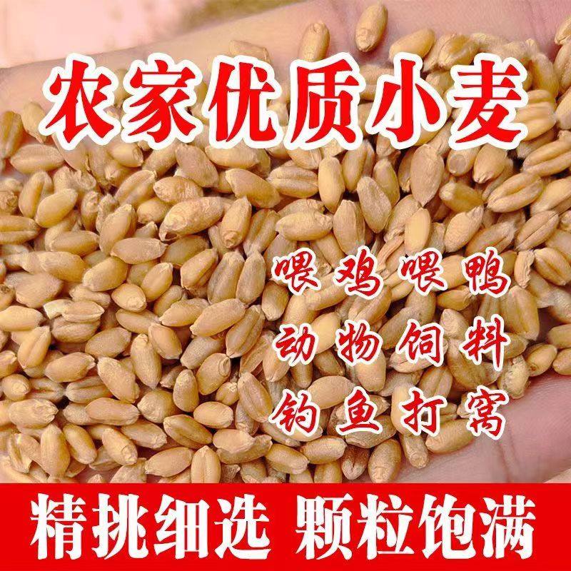 小麦粒带皮食用钓鱼芽糖磨面粉5饲料原料
