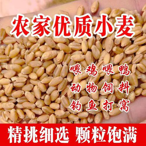小麦粒带皮食用钓鱼芽糖磨面粉50斤酿酒药引鸡鸭鹅鸽粮饲料