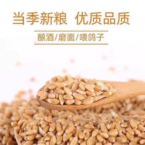 小麦粒带皮食用钓鱼芽糖磨面粉50斤酿酒药引鸡鸭鹅鸽粮饲料