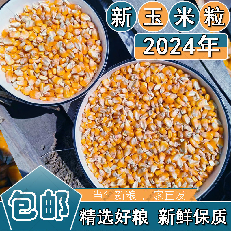 2024年新干玉米粒鸡鸭鹅鸟饲料小颗粒特价鱼饵料中粒玉米籽鸽子粮