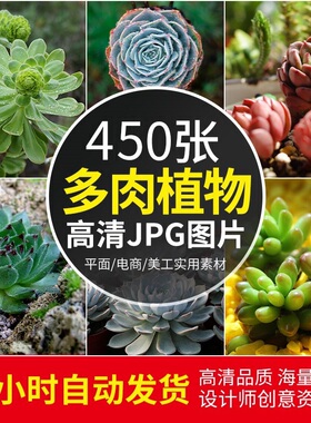 4K高清多肉植物图片 小盆栽阳台园艺清新绿色桌面照片ps素材