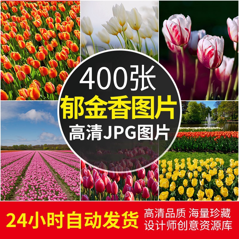 高清郁金香图片花海花田花朵花卉花束鲜花盛开绽放摄影照壁纸素材