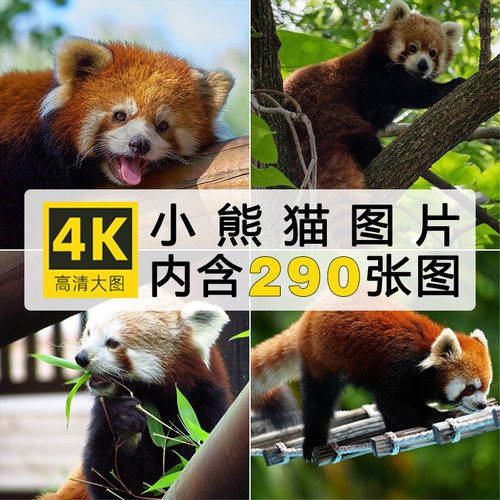 小熊猫红猫熊金狗动物图片4K高清图库电脑壁纸ps绘画设计参考素材