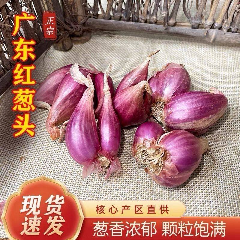 广东正宗红葱头红皮干香葱头食用香料新鲜农家红葱头葱酥肉圆