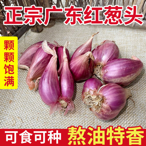 红葱头广东干葱头火葱新鲜小香葱