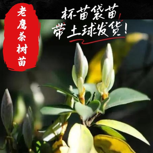 毛豹皮樟老鹰茶老茶小树种苗不带/带袋土球发货重庆特色基地直销
