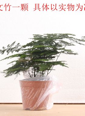 流水摆件装饰品仿真文竹活植物荷花铜钱草陶瓷绿植铺面苔藓盆栽