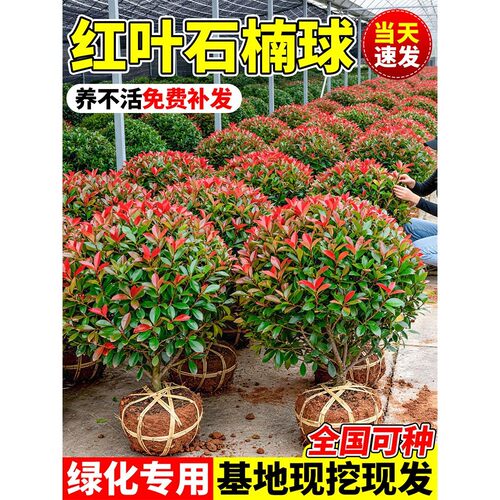 红叶石楠球树苗庭院别墅四季常青耐寒旱好养活篱笆墙工程绿化植物
