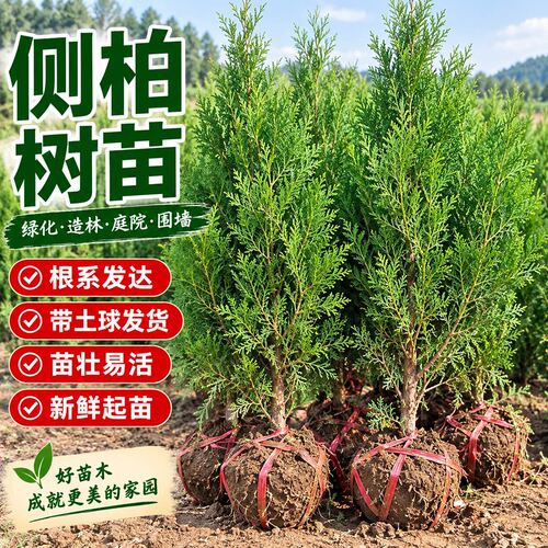 侧柏树苗乔木四季常青庭院道路园林绿化风景苗木耐寒易活全国可种