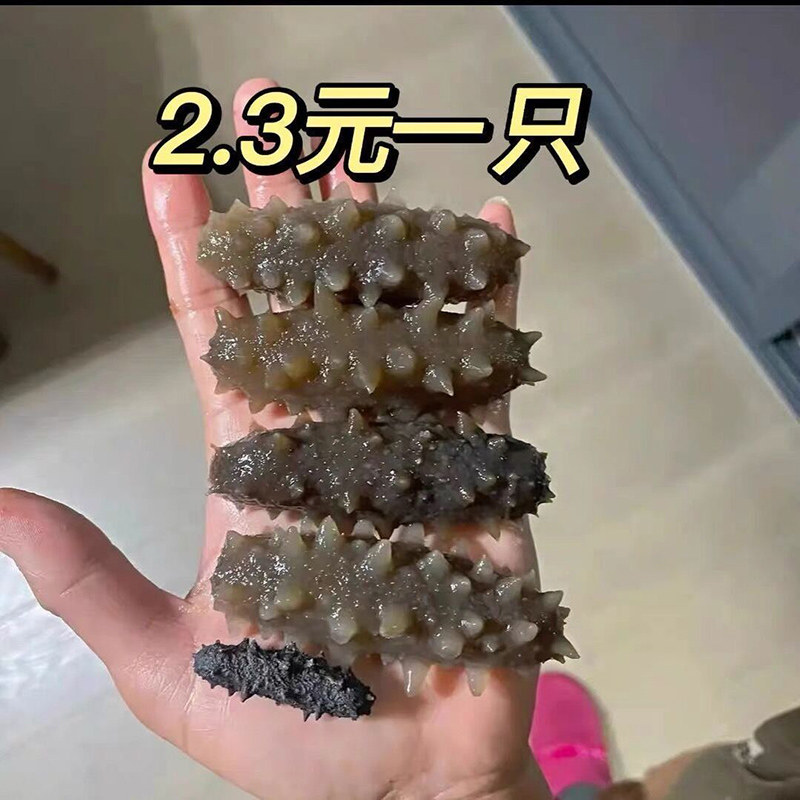野生大连【免泡一只】纯淡干海参