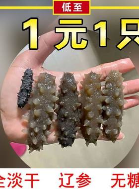 孕妇老人吃的海参【免费泡一只】