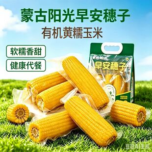 蒙谷阳光早安穗子有机黄糯玉米软糯香甜非转基因饱腹代餐6根1.5kg
