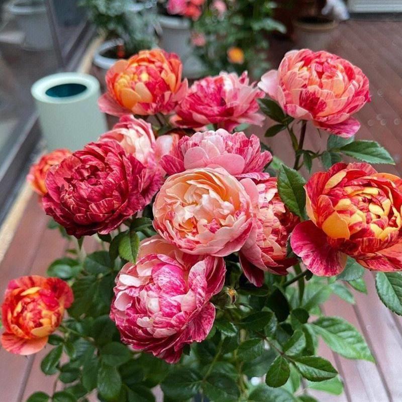 馨缘月季 果汁飞溅 开花不稳定 颜色丰富多变 多季开花 扦插小苗