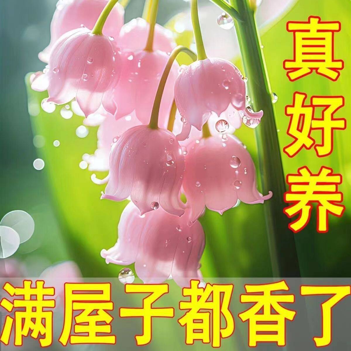 香水铃兰苗带根带芽浓香四季开