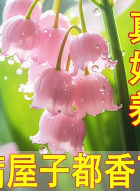 香水铃兰苗带根带芽浓香四季开