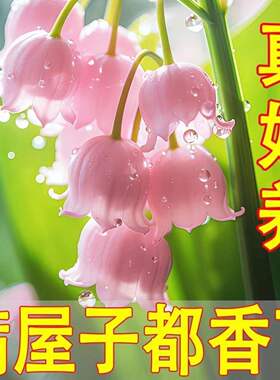香水铃兰苗带根带芽浓香四季开