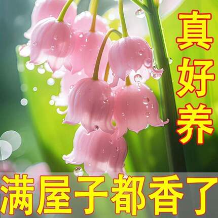 香水铃兰花苗带根带芽种球浓香型花卉室内摆件客厅植物四季开驱蚊