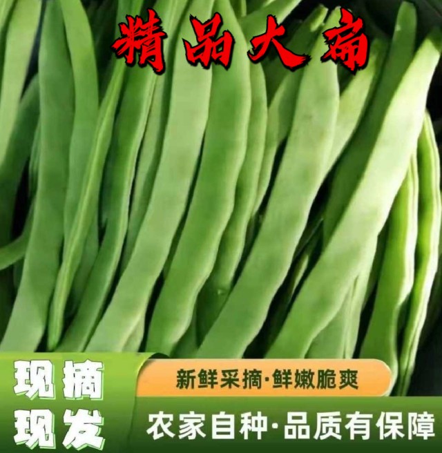 精品扁豆角新鲜扁芸豆角四季豆无丝豆角现摘刀豆山东农产品包邮