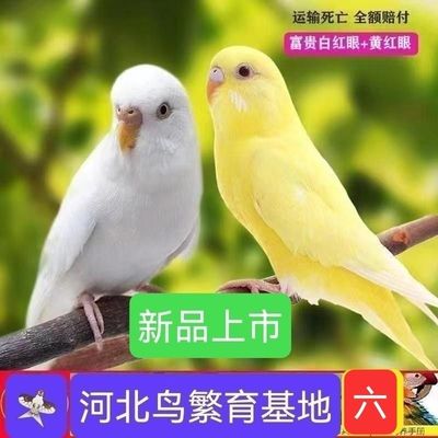 鹦鹉虎皮大头云斑玄凤会