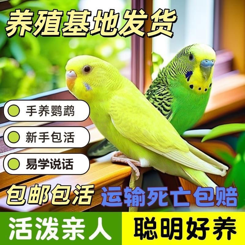 宠物鸟鹦鹉活鸟配笼子虎