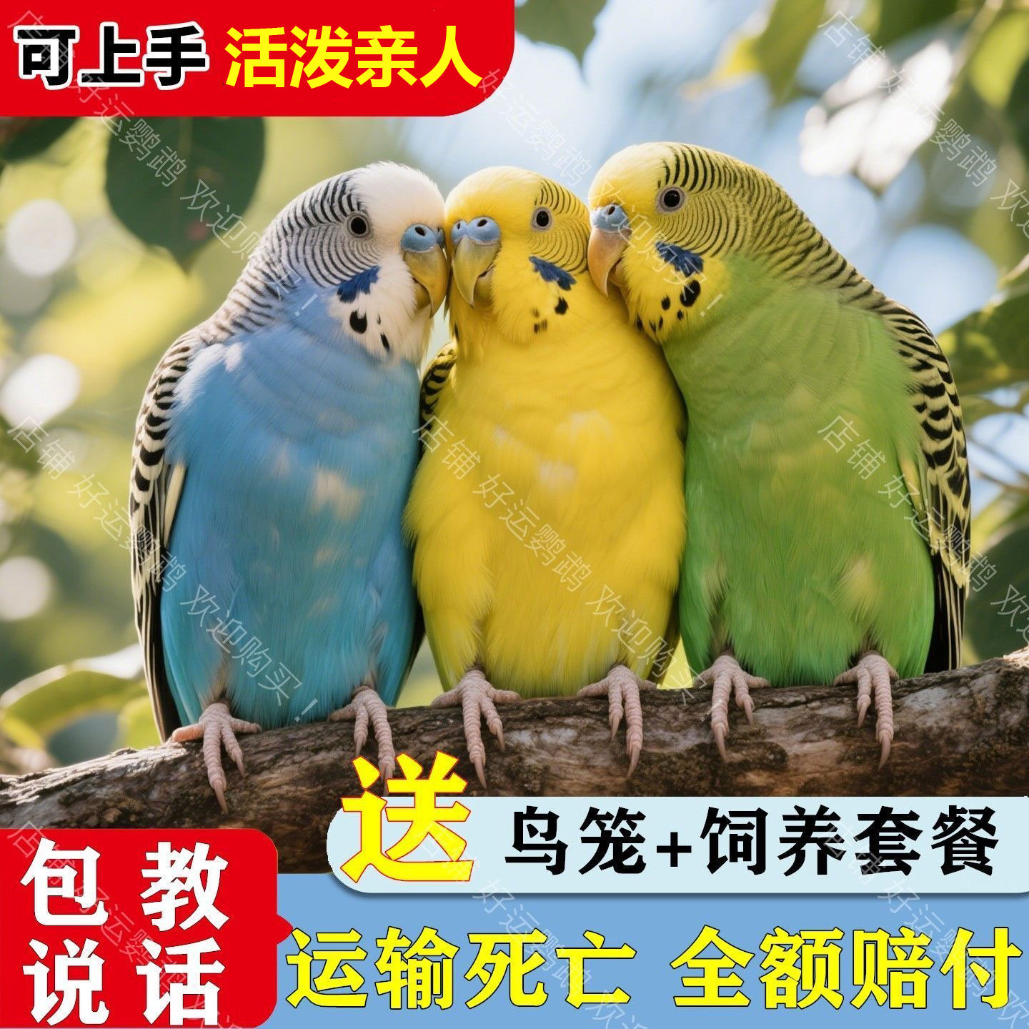 鹦鹉虎皮大头云斑可繁殖