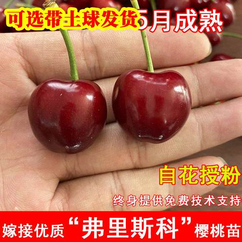 新品种Frisco弗里斯科大