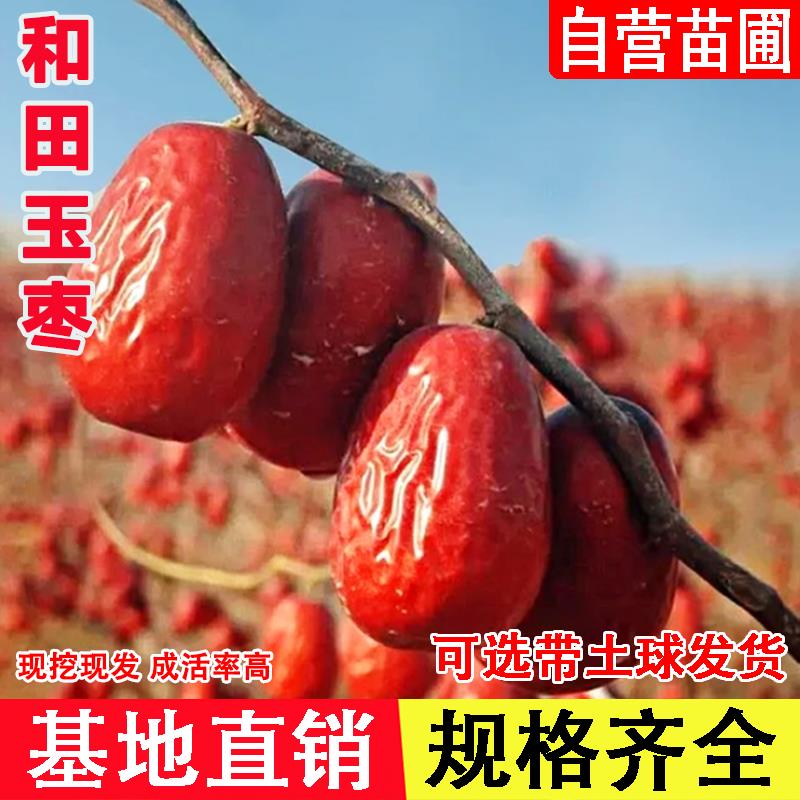 新疆和田大枣树苗耐寒大红枣果树果苗特大鸡蛋枣苗活苗南北方种植