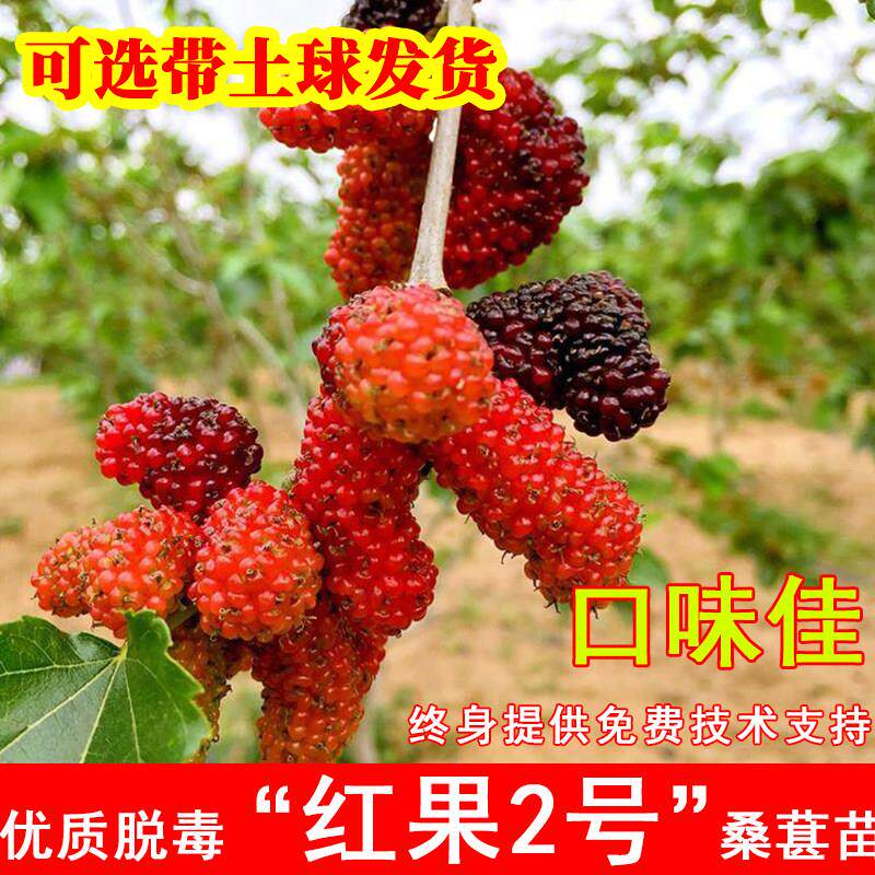 红果二号桑葚树苗四季红桑2号食用果桑苗北南方种当年结果果树苗