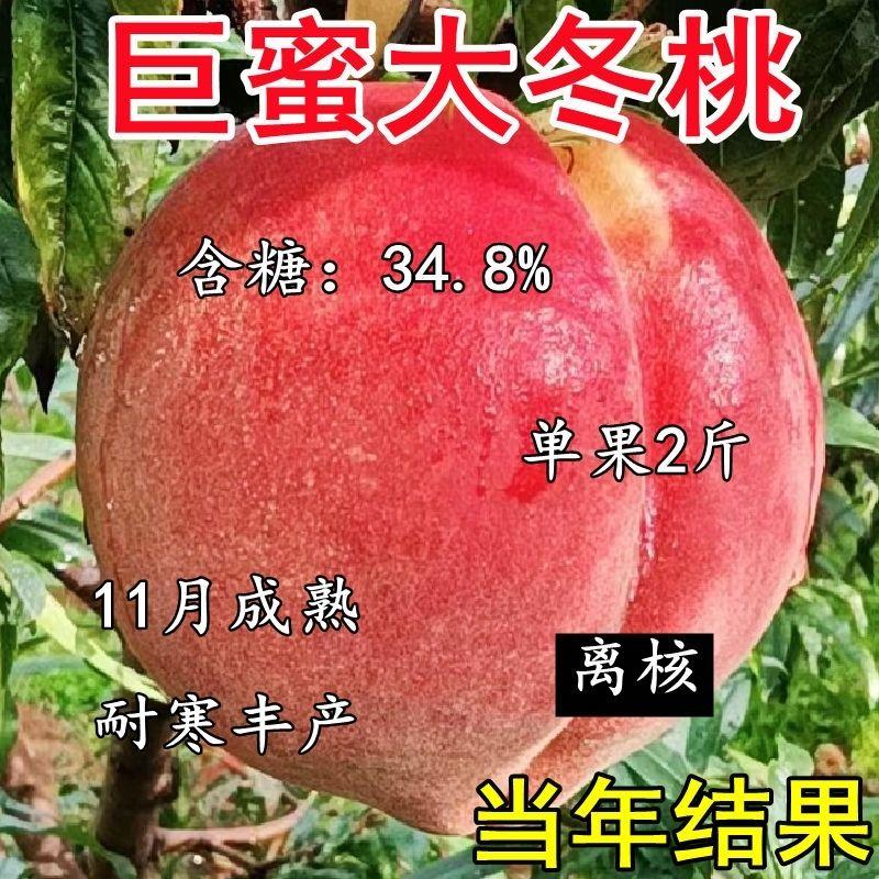 嫁接冬桃树苗晚熟新品种特大超甜南北方种植耐寒盆栽地栽桃果苗子