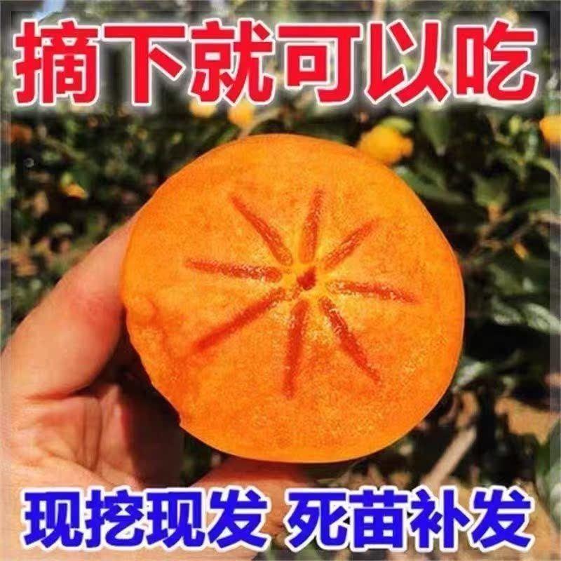 嫁接特大无核柿子树苗新品种脆甜柿南北方种植盆栽地栽当年结果