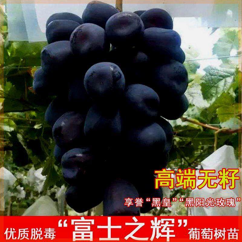山东富士之辉葡萄苗粒大肉甜南北方种植爬藤室内盆栽裸根果树苗