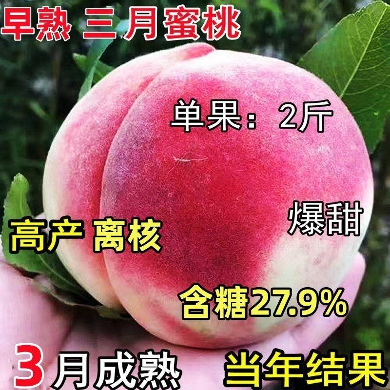嫁接桃树苗新品种特大早熟水蜜桃盆栽地栽南北方种植当年结果包活