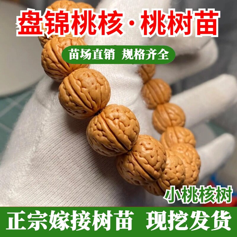 东北文玩盘锦小桃核树苗图片