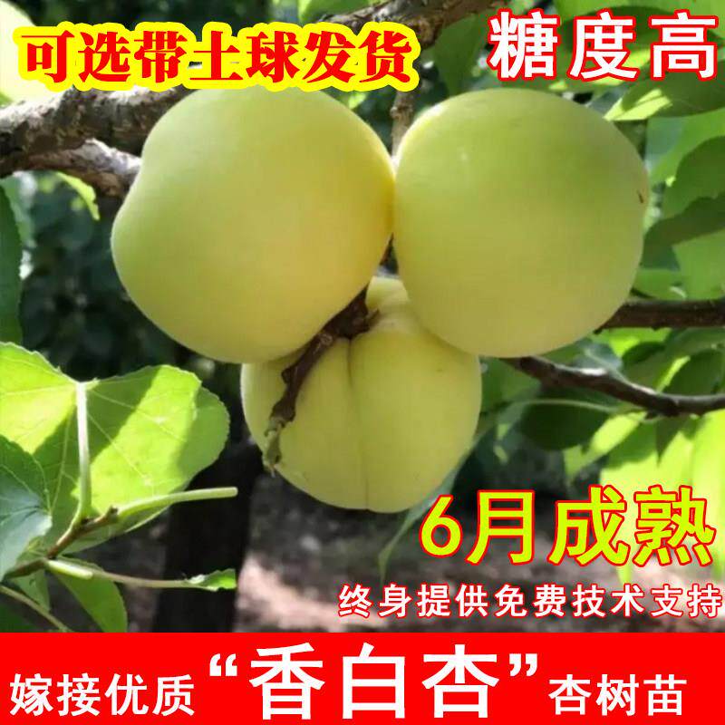 嫁接香白杏树苗河北大香杏大白杏苗耐寒北方南方庭院种植当年结果